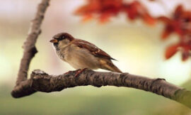 गौरैया पर कविता :- प्यारी गौरैया | Beautiful Sparrow Poem In Hindi